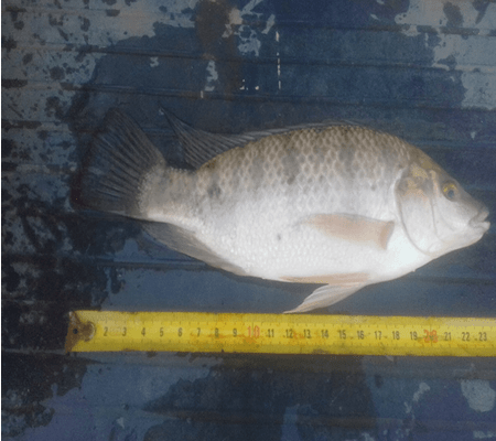 bream