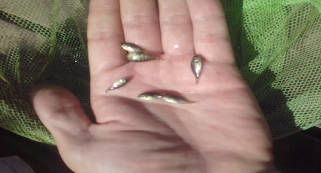 Kurper fingerlings