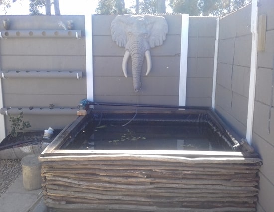 Outdoor bream pond fish
