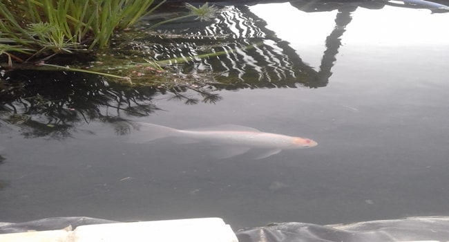 koi with tilapia