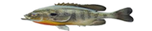 bream logo