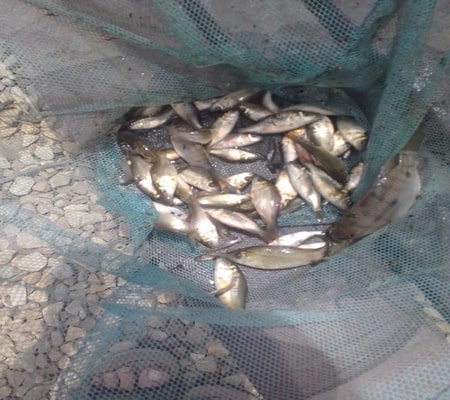 Stock of fingerlings