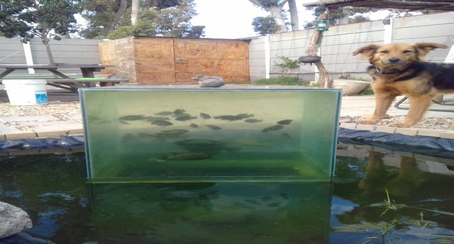 rare otjikoto fish