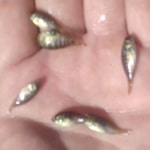 small fish