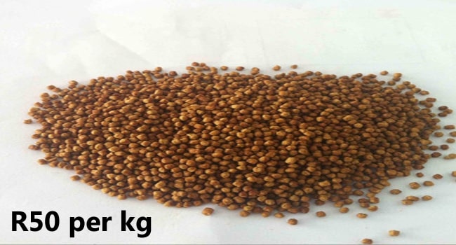 Tilapia Feed